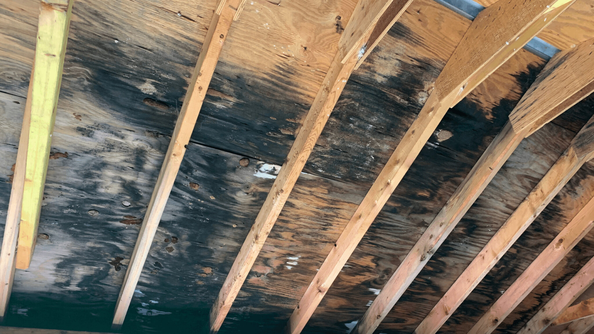 Black mold growth visible on attic roof decking and wood rafters due to moisture intrusion.